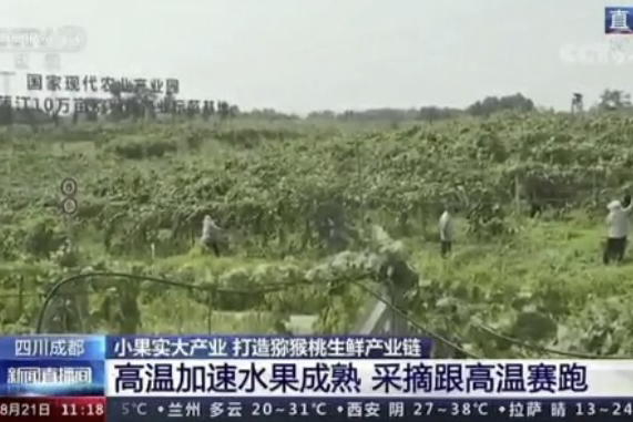 央視新聞中的天然蕓苔素、生物農藥助力綠色農業(yè)、品牌農產品更有價值