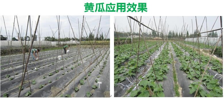 氨基寡糖素 - 植物的免疫衛(wèi)士，根結(jié)線蟲的克星
