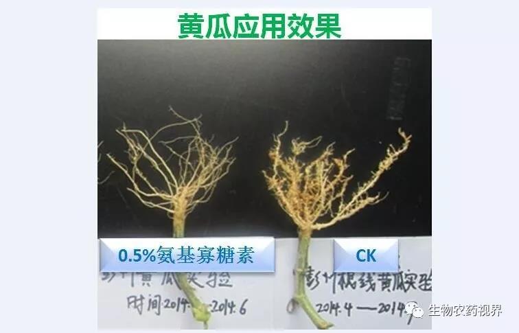 氨基寡糖素 - 植物的免疫衛(wèi)士，根結(jié)線蟲的克星