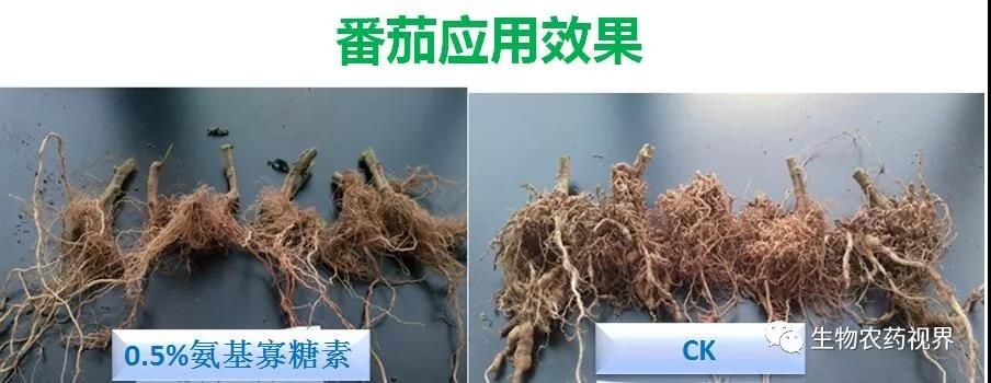 氨基寡糖素 - 植物的免疫衛(wèi)士，根結(jié)線蟲的克星