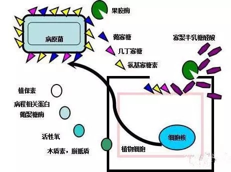 氨基寡糖素 - 植物的免疫衛(wèi)士，根結(jié)線蟲的克星