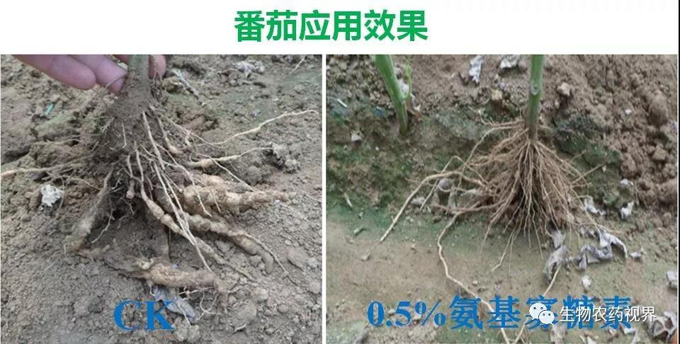 氨基寡糖素 - 植物的免疫衛(wèi)士，根結(jié)線蟲的克星