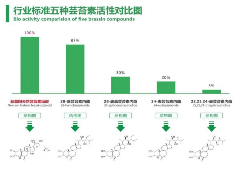 小麥拌種選新朝陽天然蕓苔素，讓小麥高產贏在起跑線上?。ㄐ←溤谑裁磿r候用蕓苔素效果最佳）