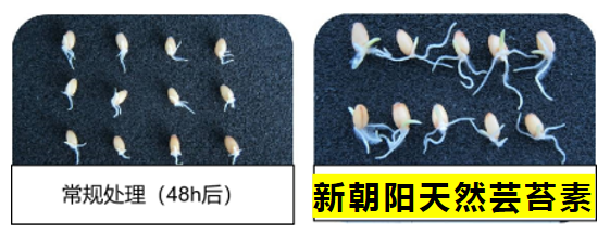 小麥拌種選新朝陽天然蕓苔素，讓小麥高產贏在起跑線上?。ㄐ←溤谑裁磿r候用蕓苔素效果最佳）