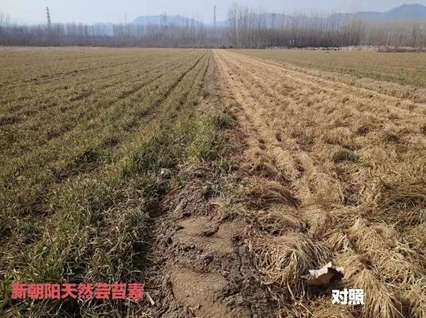 小麥拌種選新朝陽天然蕓苔素，讓小麥高產贏在起跑線上?。ㄐ←溤谑裁磿r候用蕓苔素效果最佳）