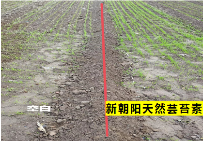 小麥拌種選新朝陽天然蕓苔素，讓小麥高產贏在起跑線上?。ㄐ←溤谑裁磿r候用蕓苔素效果最佳）